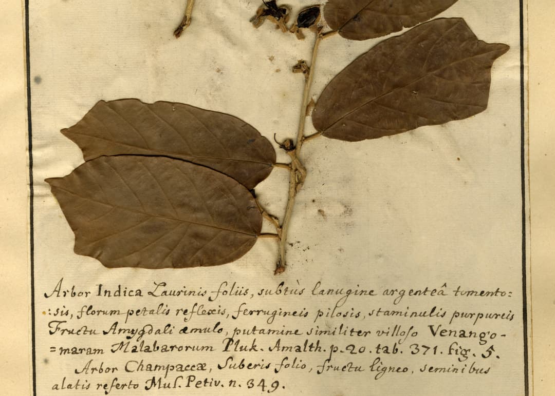 Herbarium Specimen