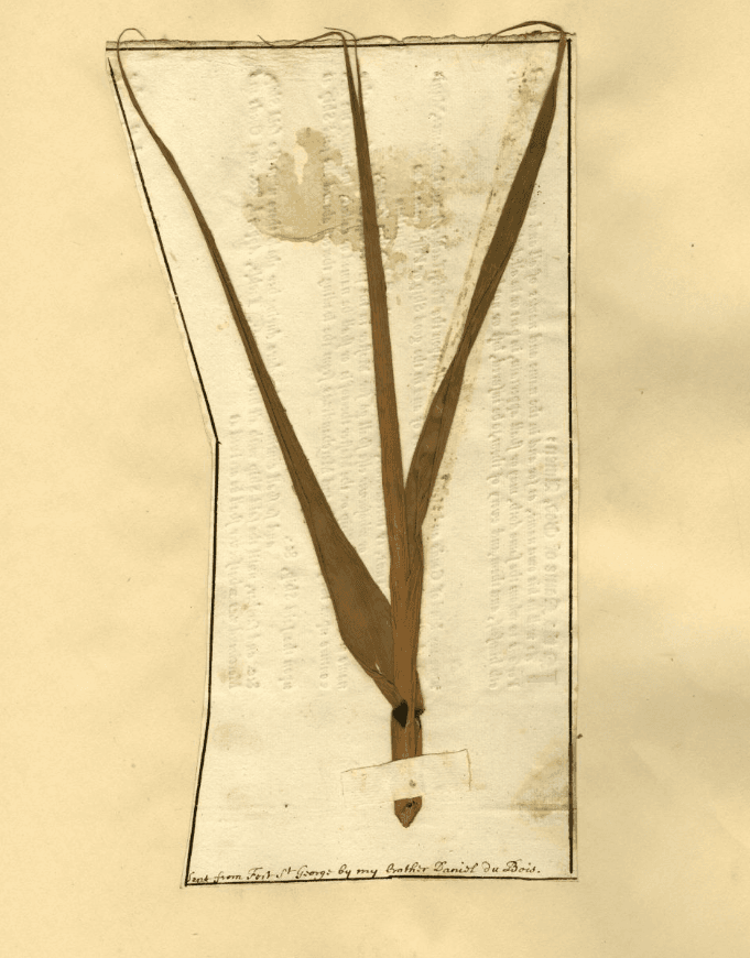 Herbarium archive detail