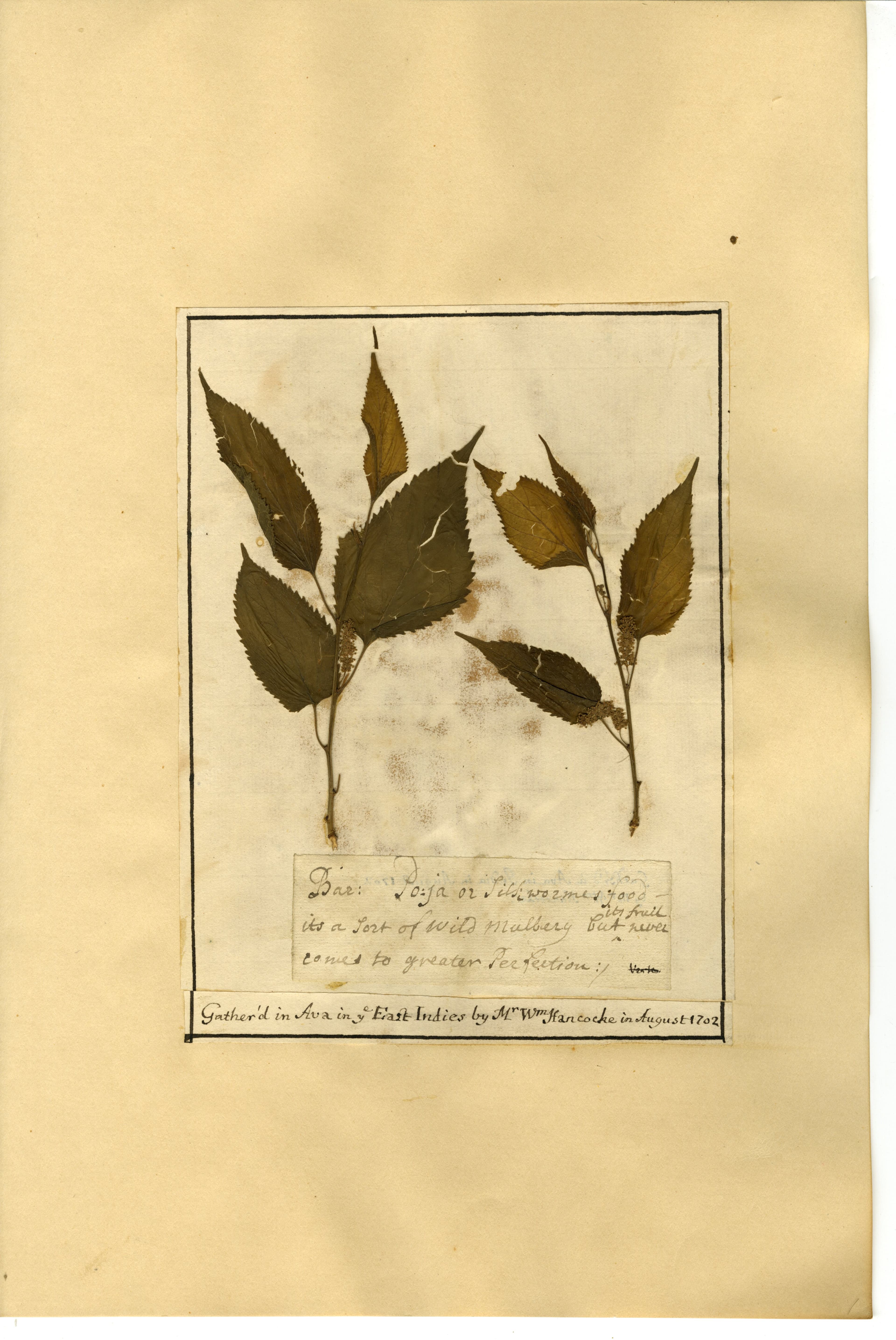 Herbarium archive detail