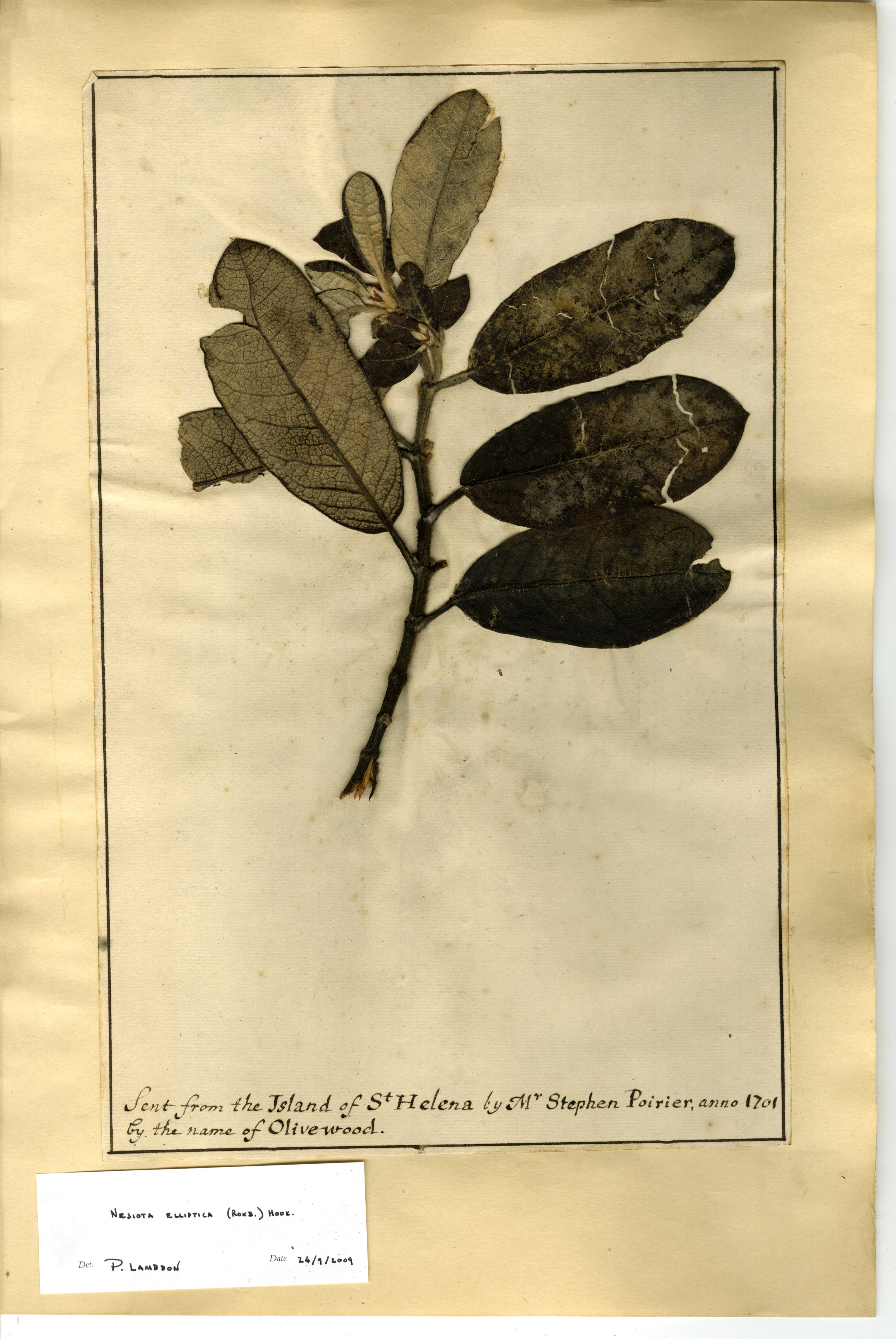 Herbarium archive detail