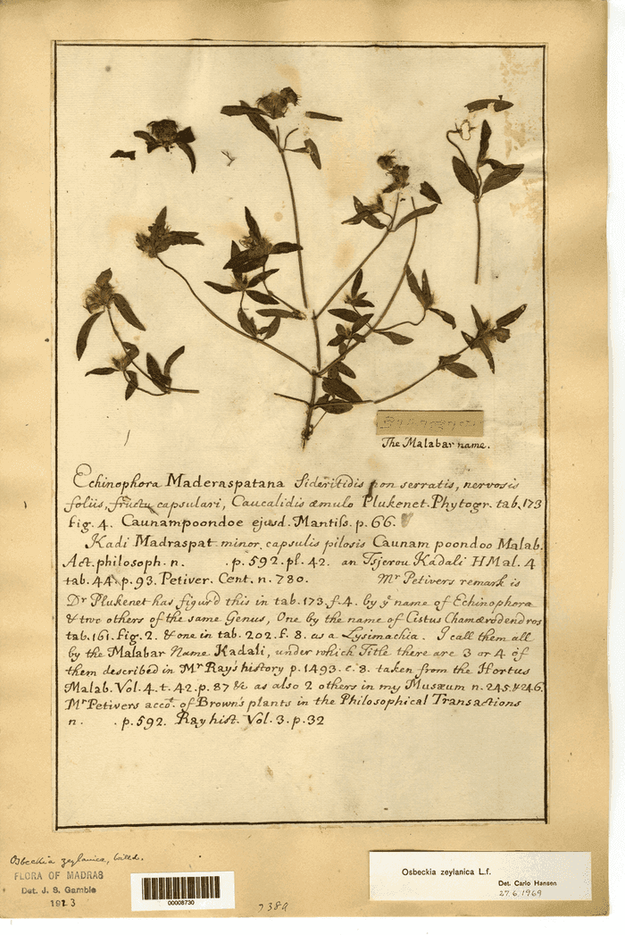Pressed specimen