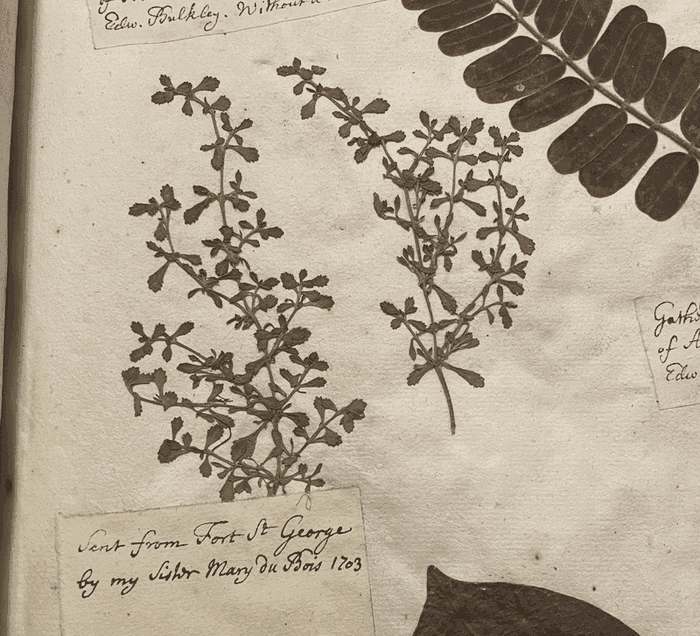 Specimen sheet