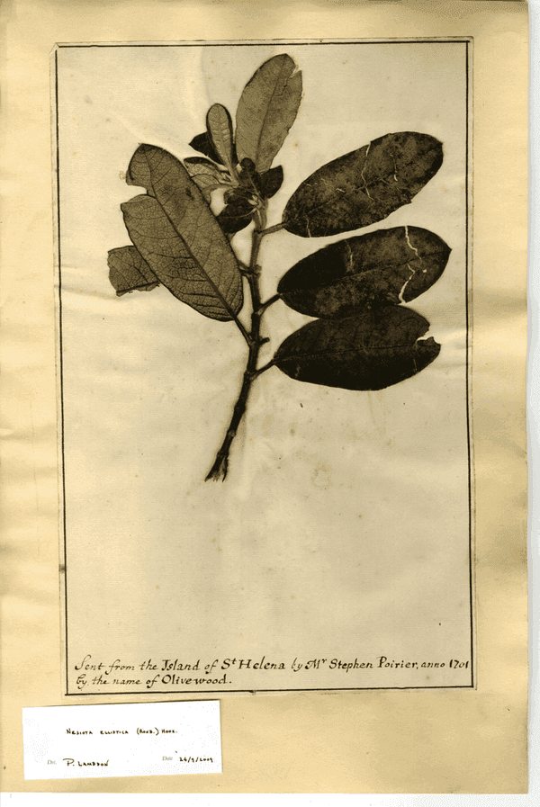 Specimen sheet
