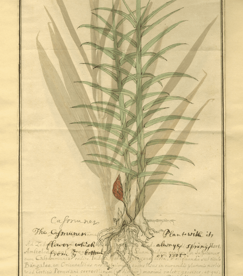 Botanical specimen plate